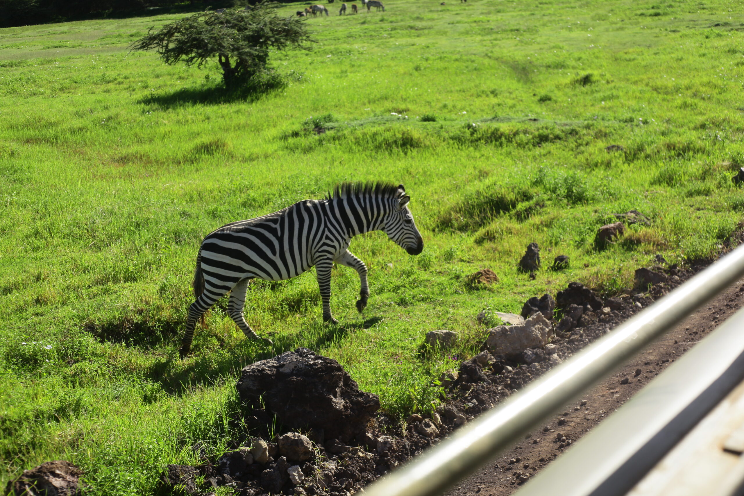 5 Days Tanzania Private Safari