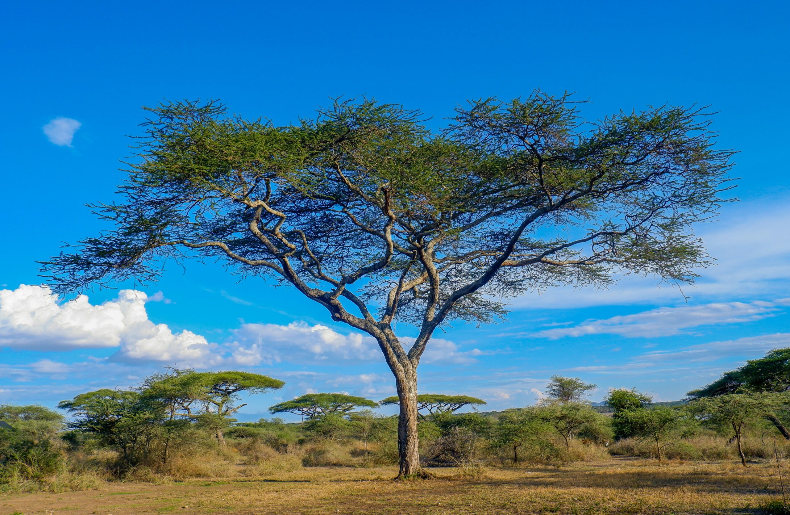 Serengeti National park